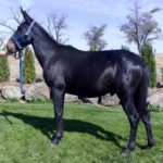 Billy – 7 yr. old black john mule 14.3 hands, rides and packs gentle and easy going.