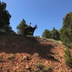 Coyote Mule has mules for sale in Utah! Meet Will Macfarlane and see what he has for sale!