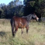 Happy – 8 year old Bay quarter type john mule. Nice riding saddle mule
