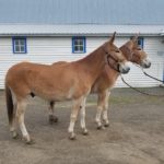 Moon and May 5 & 6 year old matching small Belguim type mules. GREEN