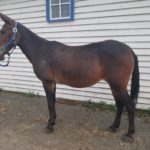 Lulu – 10 year old brown molly, 14.3 hand riding molly SUMMER Special $3800