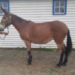 Dixie – 15 year old bay, 15.1 hands, experienced backcountry gal rides and packs.