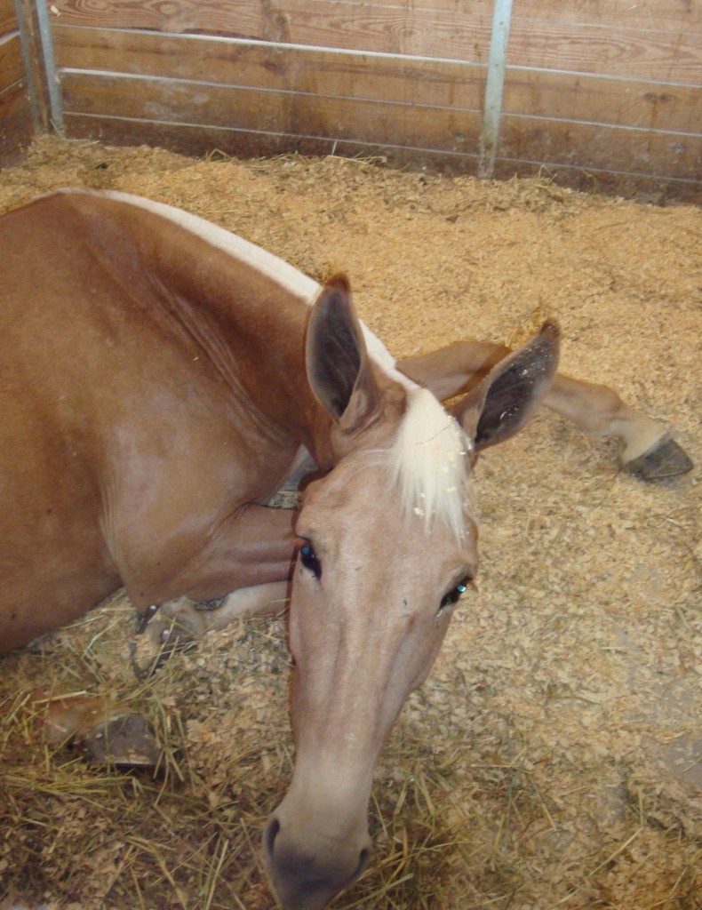 Mule For Sale - Goose