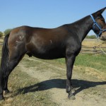5yr old John, Dark Brown Tennessee Walker Type 16 Hands