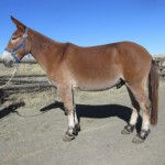 Harley – 11 year old john mule, 16 hands,  rides and drives, gentle giant