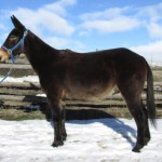 Tom – 7 year old, quarter type, 14.3 hand riding mule