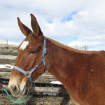 Star – 5 year old sorrel molly, 14.3 hand riding mule – riding mule
