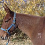 Libby – 8 yr. old,  14.3 – 15 hand sorrel quarter type molly, rides and packs