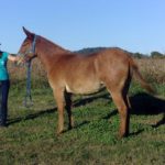 Sis – 6 year old 14.3 to 15 hand quarter type sorrel molly, rides like a cadillac