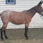 Jessie – 9 yr. old quarter type Red Roan 14.3 hand molly.  One of the best available!